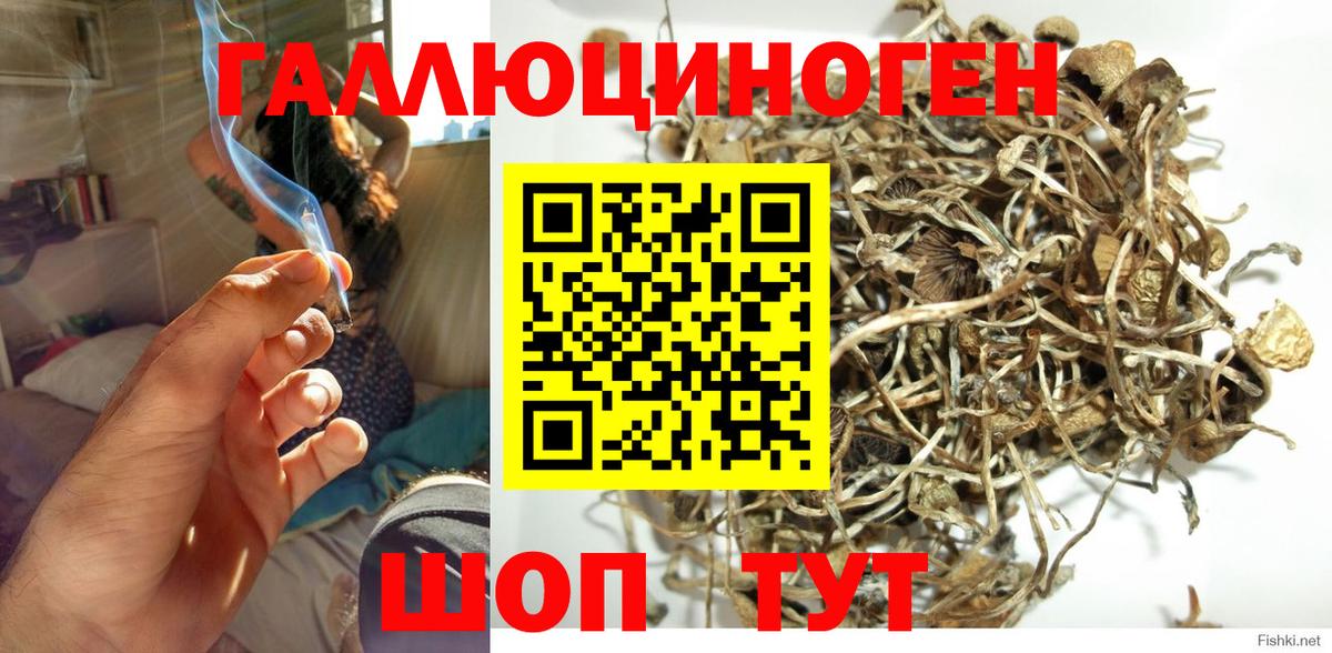 Псилоцибиновые грибы GOLDEN TEACHER Кольчугино